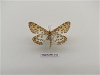 藏品(尺蛾104)的圖片